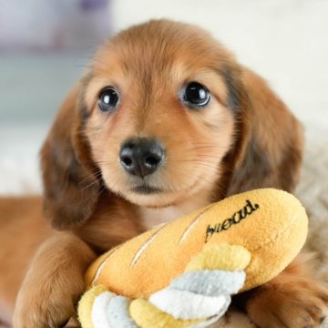 ミニチュアダックスフンド(ロング)【埼玉県・女の子・2025年8月9日・レッド】の写真「✨🎃10月4日(土)🐶ワンちゃんの見学会🎃✨🍁」