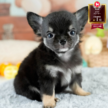チワワ(ロング)【埼玉県・女の子・2025年8月13日・ブラックタン】の写真「☕️🍁11月1日(土)見学会開催🍁☕️」