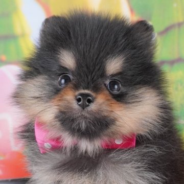 ポメラニアン【埼玉県・女の子・2024年12月12日・ブラックタン】の写真「🌷3月30日(日)トイプー見学会開催🌷」