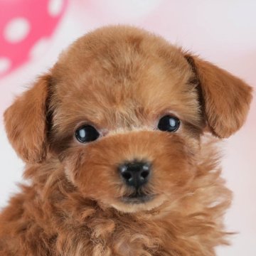 トイプードル(タイニー)【埼玉県・女の子・2025年2月2日・レッド】の写真「🌷4月5日(土)見学会開催🌷」