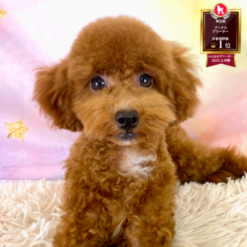 トイプードル(トイ)【埼玉県・男の子・2025年4月7日・レッド】の写真「✨🎃10月4日(土)🐶ワンちゃんの見学会🎃✨」