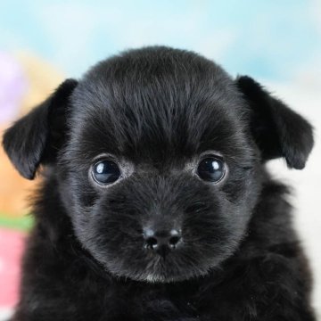 ポメプー(ポメラニアン×トイプードル)【埼玉県・男の子・2025年10月6日・ブラック&ホワイト】の写真「🍁🐾 11月29日🐶見学会開催 🐾🍁」