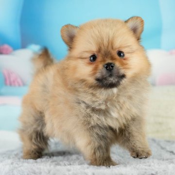 ポメラニアン【埼玉県・女の子・2025年1月22日・オレンジ】の写真「🌸3月15日(土)見学会開催🌸」