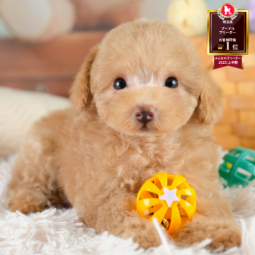 タイニープードル【埼玉県・男の子・2025年8月17日・アプリコット】の写真「🐶🐾11月15日(土)大好評特別見学会🐾🐶」