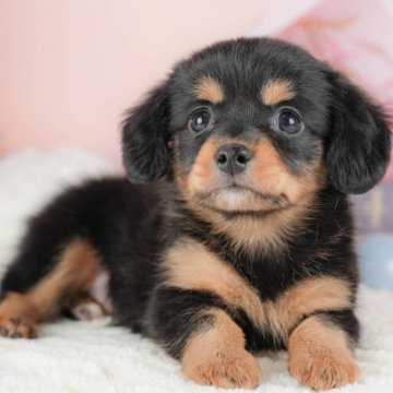 チワックス(チワワ×ダックスフンド)【埼玉県・女の子・2025年10月4日・ブラック&タン】の写真「🍁🐾 11月29日🐶見学会開催 🐾🍁」