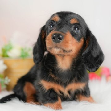 ミニチュアダックスフンド(ロング)【埼玉県・女の子・2025年8月22日・ブラック&タン】の写真「🐶🐾11月15日(土)大好評特別見学会🐾🐶」