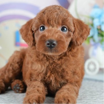 トイプードル(トイ)【埼玉県・男の子・2025年4月9日・レッド】の写真「✨🎃10月4日(土)🐶ワンちゃんの見学会🎃✨」