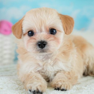 チワプー(チワワ×トイプードル)【埼玉県・男の子・2025年10月16日・アプリコット】の写真「🎅12月20日(土)クリスマス見学会開催🎄」