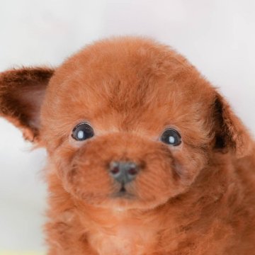 トイプードル(タイニー)【埼玉県・女の子・2025年9月21日・レッド】の写真「🐶🐾11月15日(土)大好評特別見学会🐾🐶」