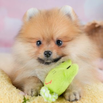 ポメラニアン【埼玉県・男の子・2025年10月2日・オレンジセーブル】の写真「🎅12月20日(土)クリスマス見学会開催🎄」