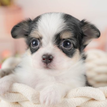 チワワ(ロング)【埼玉県・女の子・2025年9月14日・ブラックタン&ホワイト】の写真「🐶🐾11月15日(土)大好評特別見学会🐾🐶」