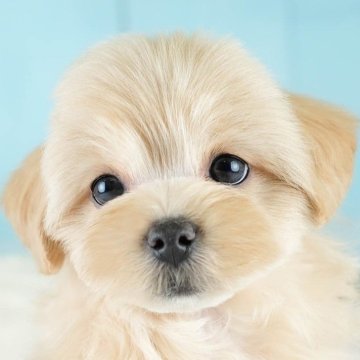 マルプー(マルチーズ×トイプードル)【埼玉県・女の子・2025年8月10日・クリーム】の写真「✨🎃10月4日(土)🐶ワンちゃんの見学会🎃✨🍁」