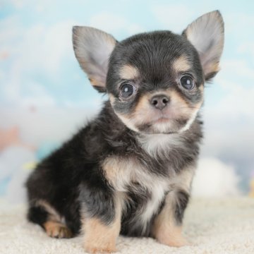 チワワ(ロング)【埼玉県・男の子・2025年10月9日・ブラックタン】の写真「🍁🐾 11月29日🐶見学会開催 🐾🍁」