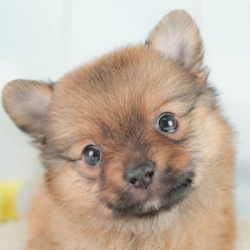 ポメチワ(チワワ×ポメラニアン)【埼玉県・男の子・2025年10月16日・オレンジセーブル】の写真「🍁🐾 11月29日🐶見学会開催 🐾🍁」