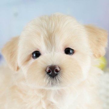 マルプー(マルチーズ×トイプードル)【埼玉県・女の子・2025年8月10日・クリーム】の写真「✨🎃10月4日(土)🐶ワンちゃんの見学会🎃✨🍁」
