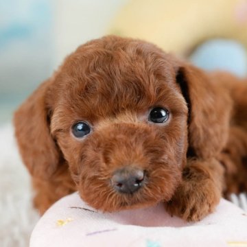 トイプードル(トイ)【埼玉県・女の子・2025年10月30日・レッド】の写真「🎅12月20日(土)クリスマス見学会開催🎄」