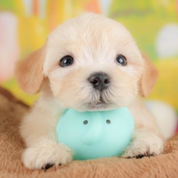 マルプー(マルチーズ×トイプードル)【埼玉県・男の子・2025年8月1日・アプリコット】の写真「🐶🐾11月15日(土)大好評特別見学会🐾🐶」