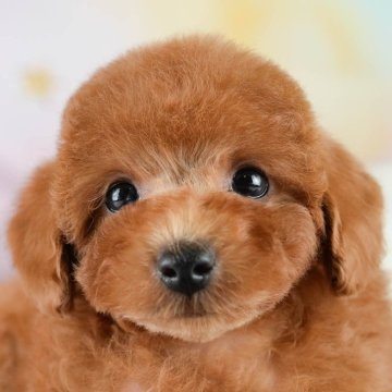 トイプードル(トイ)【埼玉県・男の子・2025年8月14日・レッド】の写真「✨🎃10月4日(土)🐶ワンちゃんの見学会🎃✨🍁」
