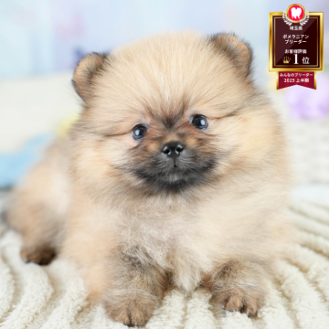 ポメラニアン【埼玉県・女の子・2025年7月10日・オレンジセーブル】の写真「📣初開催！ポメ・チワワ・ダックス見学会🐶✨」