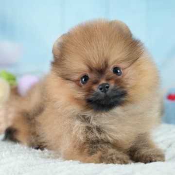 ポメラニアン【埼玉県・女の子・2025年9月10日・オレンジ】の写真「☕️🍁11月1日(土)見学会開催🍁☕️」