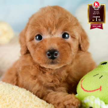 トイプードル(トイ)【埼玉県・男の子・2025年9月2日・レッド】の写真「🐶🐾11月15日(土)大好評特別見学会🐾🐶」