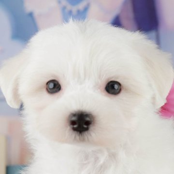 マルチーズ【埼玉県・男の子・2025年7月31日・ホワイト】の写真「🐶🐾11月15日(土)大好評特別見学会🐾🐶」