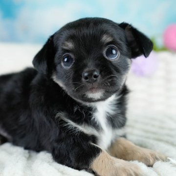 チワワ(ロング)【埼玉県・男の子・2025年10月25日・ブラックタン&ホワイト】の写真「🎅12月20日(土)クリスマス見学会開催🎄」