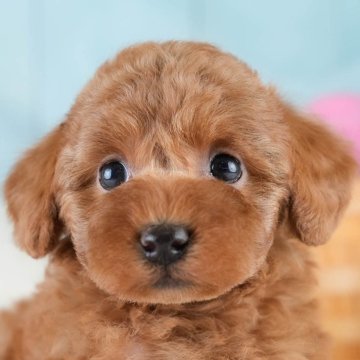 トイプードル(トイ)【埼玉県・女の子・2025年10月7日・レッド】の写真「🍁🐾 11月29日🐶見学会開催 🐾🍁」