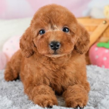 トイプードル(トイ)【埼玉県・男の子・2025年9月4日・レッド】の写真「☕️🍁11月1日(土)見学会開催🍁☕️」