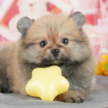 ポメラニアン【埼玉県・女の子・2025年4月6日・ウルフセーブル】の写真「🎉犬舎一周年記念🎂6月8日(日)見学会開催🐶」