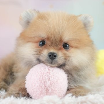 ポメラニアン【埼玉県・男の子・2025年2月15日・オレンジセーブル】の写真「💎4月19日(土)見学会開催✨」