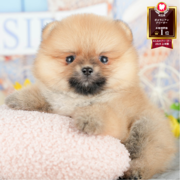 ポメラニアン【埼玉県・男の子・2025年3月15日・オレンジセーブル】の写真「🌊8月2日(土)トイプー＆MIX犬限定見学会🐩」