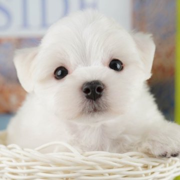 マルチーズ【埼玉県・男の子・2025年7月31日・ホワイト】の写真「🐶🐾11月15日(土)大好評特別見学会🐾🐶」