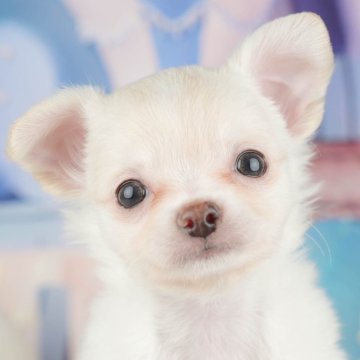 チワワ(ロング)【埼玉県・男の子・2025年3月7日・クリーム&ホワイト】の写真「🐬🍉7月19日(土)見学会開催🍉🐬」