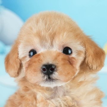 トイプードル(タイニー)【埼玉県・男の子・2025年2月2日・アプリコット】の写真「犬舎一周年記念開催中🎉7月5日(土)見学会☀️」