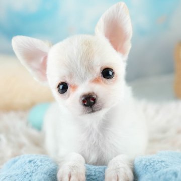 チワワ(ロング)【埼玉県・女の子・2025年8月7日・クリームホワイト】の写真「✨🎃10月4日(土)🐶ワンちゃんの見学会🎃✨🍁」
