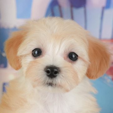 マルプー(マルチーズ×トイプードル)【埼玉県・女の子・2025年10月11日・クリーム】の写真「🎅12月20日(土)クリスマス見学会開催🎄」