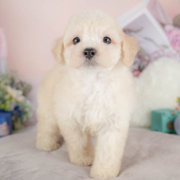 マルプー(マルチーズ×トイプードル)【埼玉県・男の子・2025年8月14日・クリーム】の写真「🍁🐾 11月29日🐶見学会開催 🐾🍁」