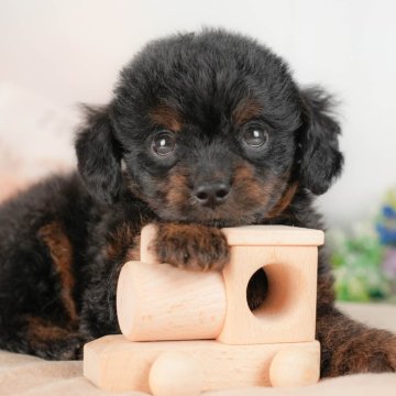 チワプー(チワワ×トイプードル)【埼玉県・男の子・2025年8月15日・ブラックタン】の写真「🐶🐾11月15日(土)大好評特別見学会🐾🐶」