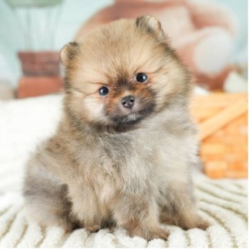 ポメラニアン【埼玉県・男の子・2025年8月4日・オレンジセーブル】の写真「✨🎃10月4日(土)🐶ワンちゃんの見学会🎃✨」