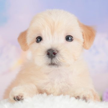 マルプー(マルチーズ×トイプードル)【埼玉県・男の子・2025年8月1日・アプリコット】の写真「🐶🐾11月15日(土)大好評特別見学会🐾🐶」