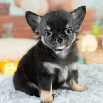 チワワ(ロング)【埼玉県・女の子・2025年8月13日・ブラックタン】の写真「✨🎃10月4日(土)🐶ワンちゃんの見学会🎃✨🍁」