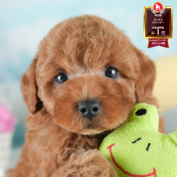 トイプードル(トイ)【埼玉県・男の子・2025年7月28日・レッド】の写真「✨🎃10月4日(土)🐶ワンちゃんの見学会🎃✨」
