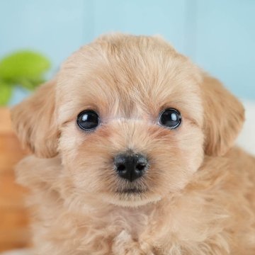 チワプー(チワワ×トイプードル)【埼玉県・男の子・2025年10月16日・アプリコット】の写真「🎅12月20日(土)クリスマス見学会開催🎄」