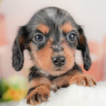 ミニチュアダックスフンド(ロング)【埼玉県・女の子・2025年8月28日・シルバーダップル】の写真「☕️🍁11月1日(土)見学会開催🍁☕️」