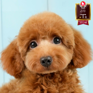 トイプードル(トイ)【埼玉県・男の子・2025年4月9日・レッド】の写真「🐶🐾11月15日(土)大好評特別見学会🐾🐶」