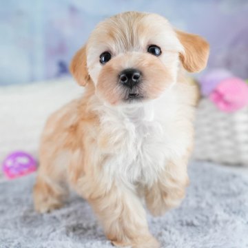 マルプー(マルチーズ×トイプードル)【埼玉県・女の子・2025年9月29日・アプリコット】の写真「🐶🐾11月15日(土)大好評特別見学会🐾🐶」