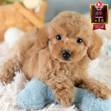 トイプードル(トイ)【埼玉県・男の子・2025年8月17日・アプリコット】の写真「🐶🐾11月15日(土)大好評特別見学会🐾🐶」