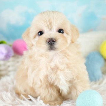 マルプー(マルチーズ×トイプードル)【埼玉県・女の子・2025年8月10日・クリーム】の写真「✨🎃10月4日(土)🐶ワンちゃんの見学会🎃✨🍁」