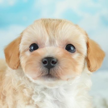 マルプープー【埼玉県・男の子・2025年3月3日・アプリコット】の写真「🌞GW中もご見学可能です🐶✨」